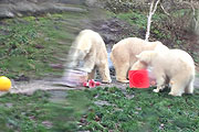 Die Eisbärenzwillinge Nela und Nobby feierten ihren 2. Geburtstag (©Foto:  Martin Schmitz)